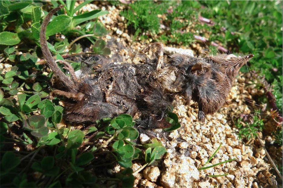 Crocidura pachyura - Sardegna